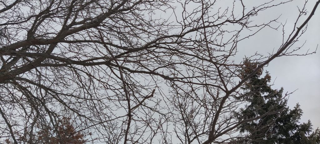 Tree Branches and Top of Pine Tree in Winter with view of white sky