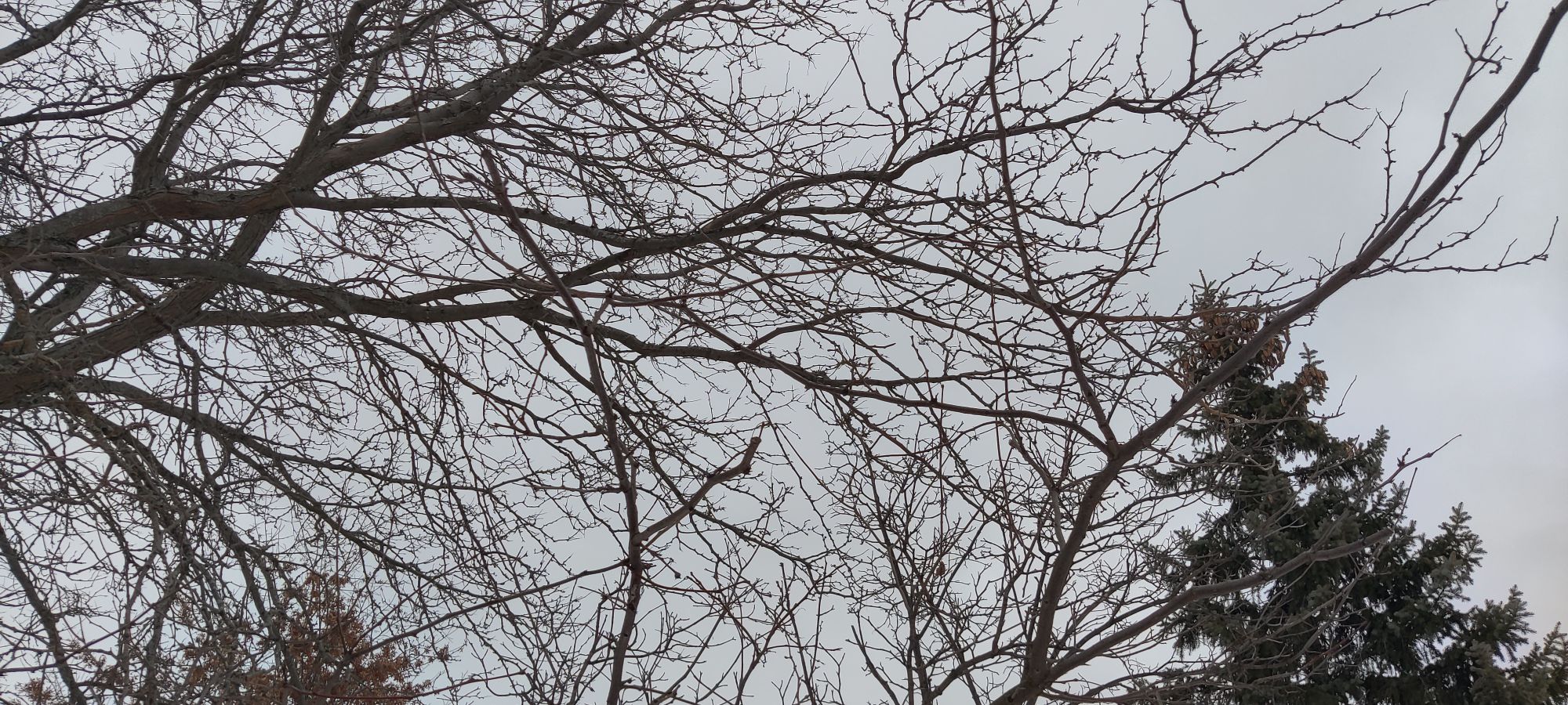 Tree Branches and Top of Pine Tree in Winter with view of white sky